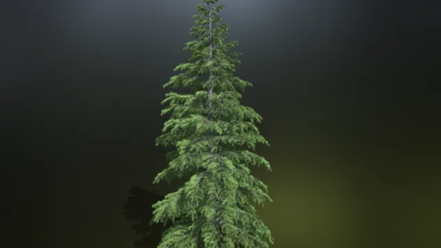 圣诞树松树 植物松树 松柏树 树木 大树 植被