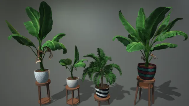 室内绿植 盆栽 绿色盆栽 芭蕉树 热带植物 写实纹理