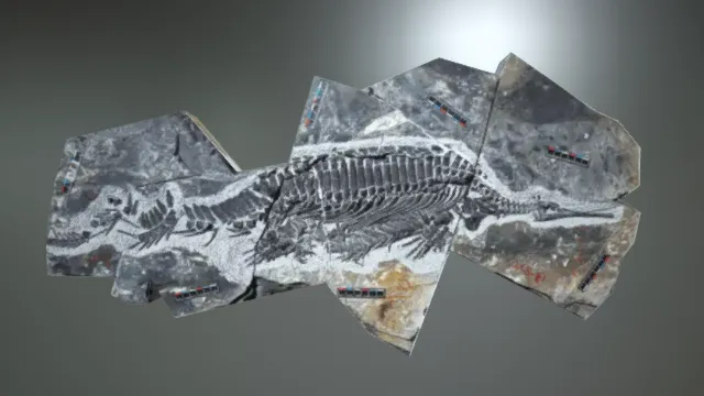 化石 恐龙 石头 历史痕迹 文物