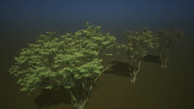 树木  灌木丛  园区植被  超写实树木  写实树木纹理  枫树