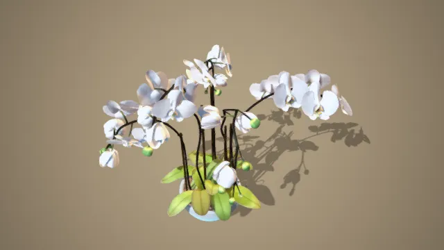 树木 盆栽 盆景 兰花 蝴蝶兰 花卉