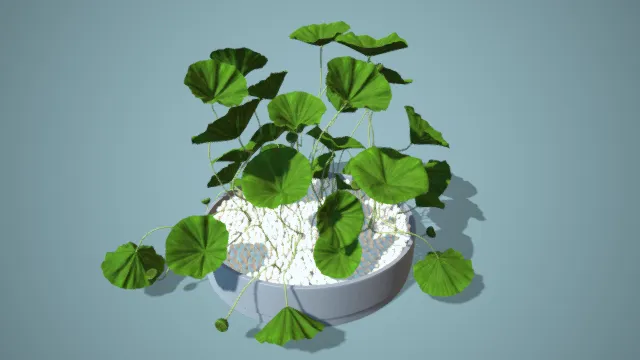 睡莲 荷叶 池塘 室内装饰 绿植 写实植物