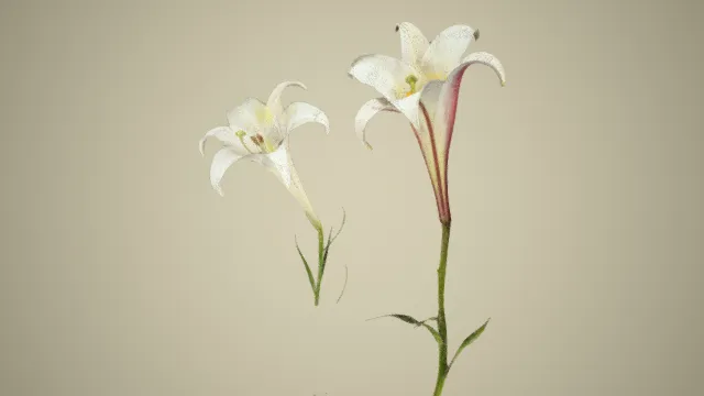 百合花束 白花 插花 写实花卉 花朵