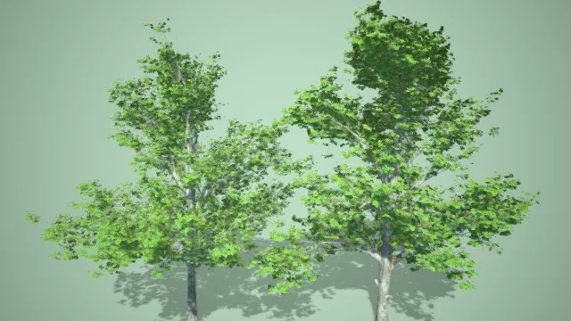 柏树 白桦树 翠绿树叶 写实植物 高树 大树 树木