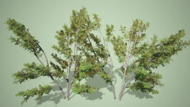 灌木丛 园区树木 小树 写实树木 植被 植物 树木