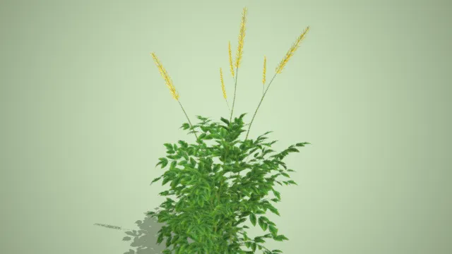 单穗升麻 农作物 绿植 写实植物 经济作物