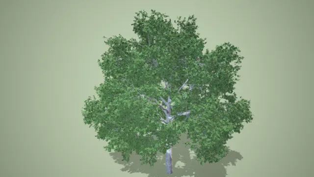 大树 杨树 柏树 白桦树 戈壁滩 写实植被大树