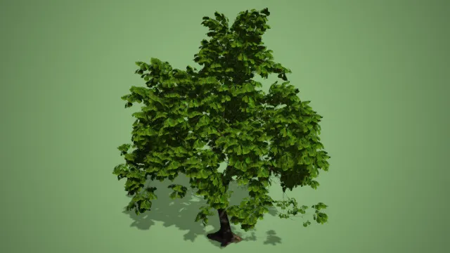 大树  树木  绿植  宽叶树木  植被  树