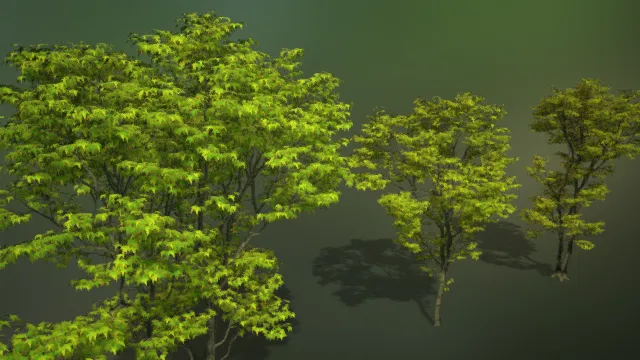 树木  灌木丛  园区植被  超写实树木  写实树木纹理  枫树