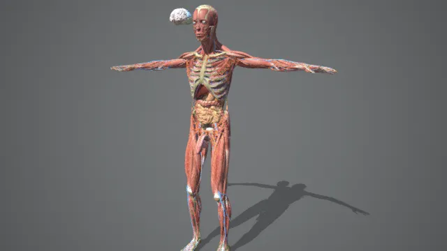 男性人体结构 医学人体模型