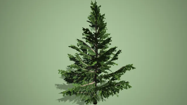 松树 针叶树 山树 植物 绿植