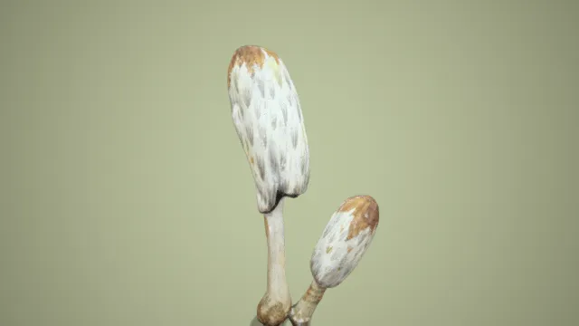 鸡腿菇 蔬菜 蘑菇 写实植物 白色菇