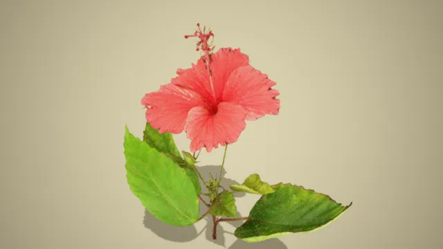 大花  红花  大叶植物  鲜艳植物  花草  花朵  