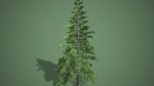 松柏树木  冷杉  松树  树木  植被  写实