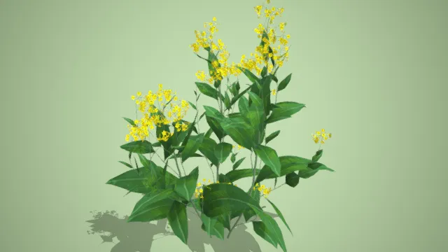 烟草 植物 农作物 经济作物 写实绿植