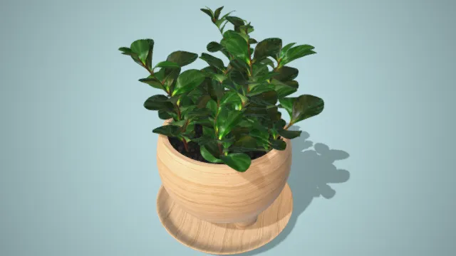 盆景 盆栽 植被 家居装饰 室内绿植 圆叶植物