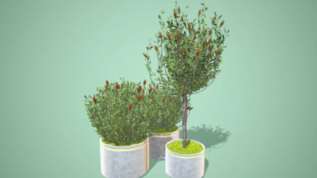 花盆 盆景 果实 室内装饰植物 果实 写实植物 植被