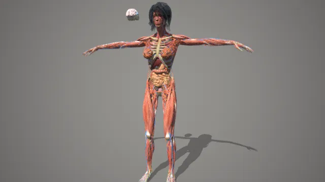 女性人体 肌肉血管器官分布图 医学使用人体结构模型