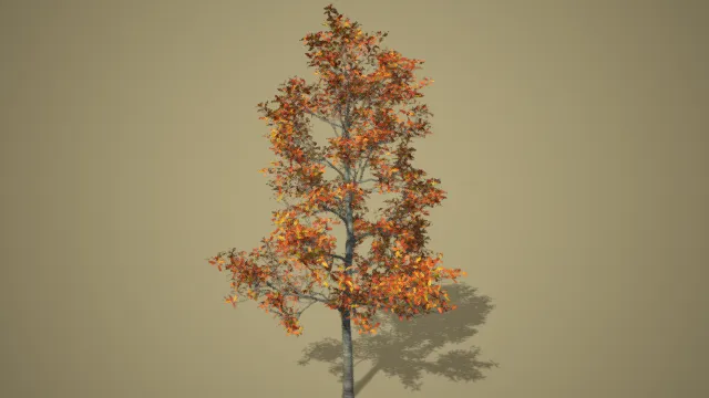 红叶子树 植物 山树 树木