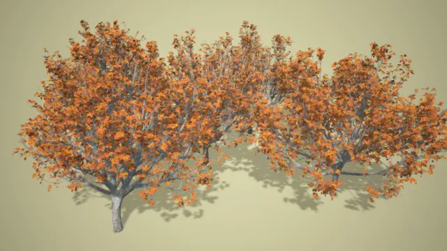 树木 枫树 枫叶 写实植物 山树 红色树叶