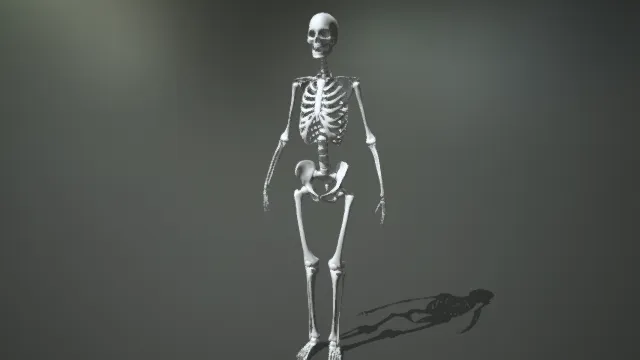 人形骨骼 骷髅架 骨骼展示