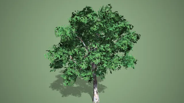 大树 植被 绿植 绿树 植物