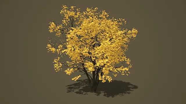 黄金风铃树    植物树木