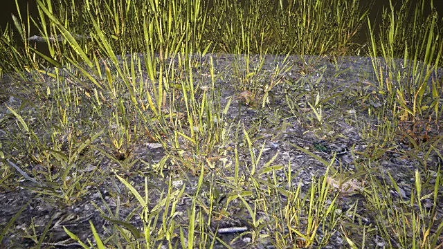 高质量四季常青基础草坪3D模型模型