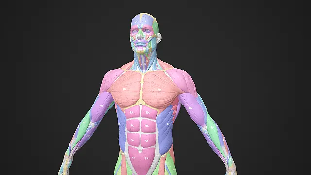 男性人体肌肉分布 3D模型参考