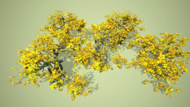 枫树 枫叶 树木 大树 写实植物 植被 黄色树叶 红色树叶