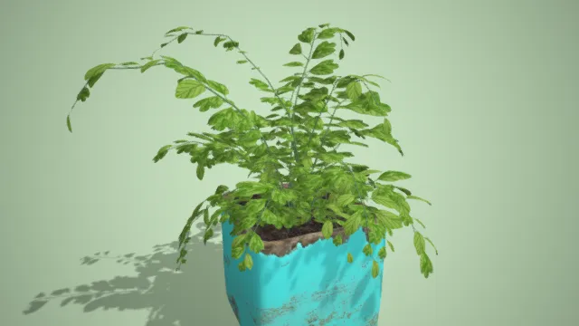 花盆 盆景 室内装饰盆栽 绿植 植物 写实植被