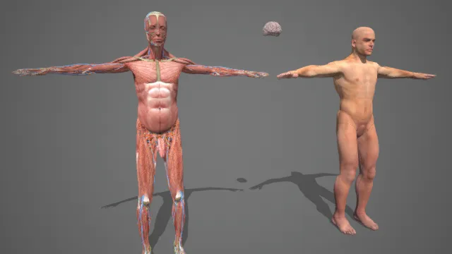 男性人体 医学人体模型