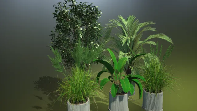 室内绿植 植物 盆栽 大叶树 草 小树 热带植物