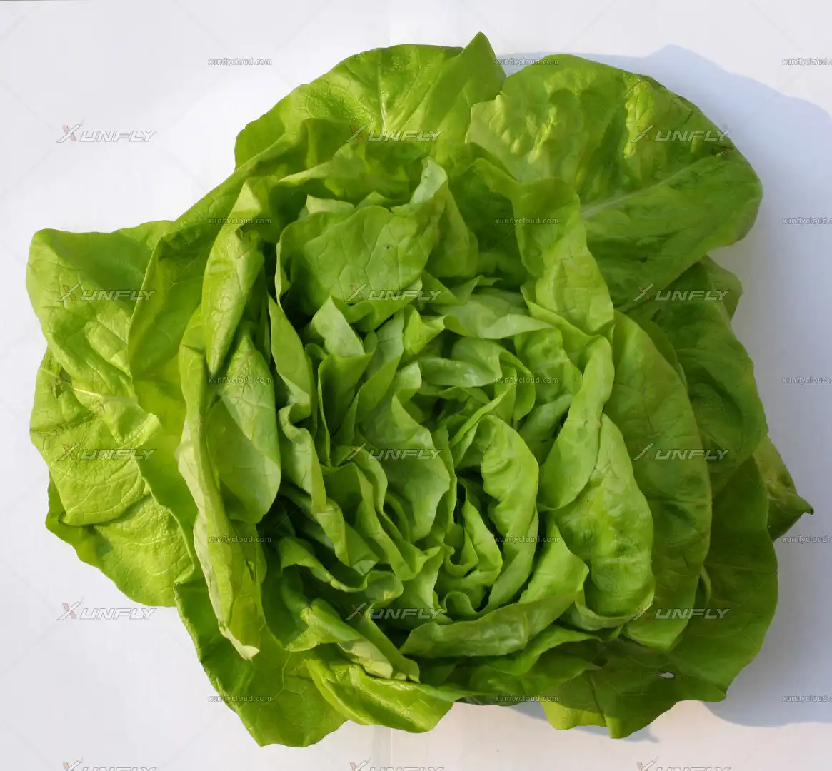 生菜高清贴图