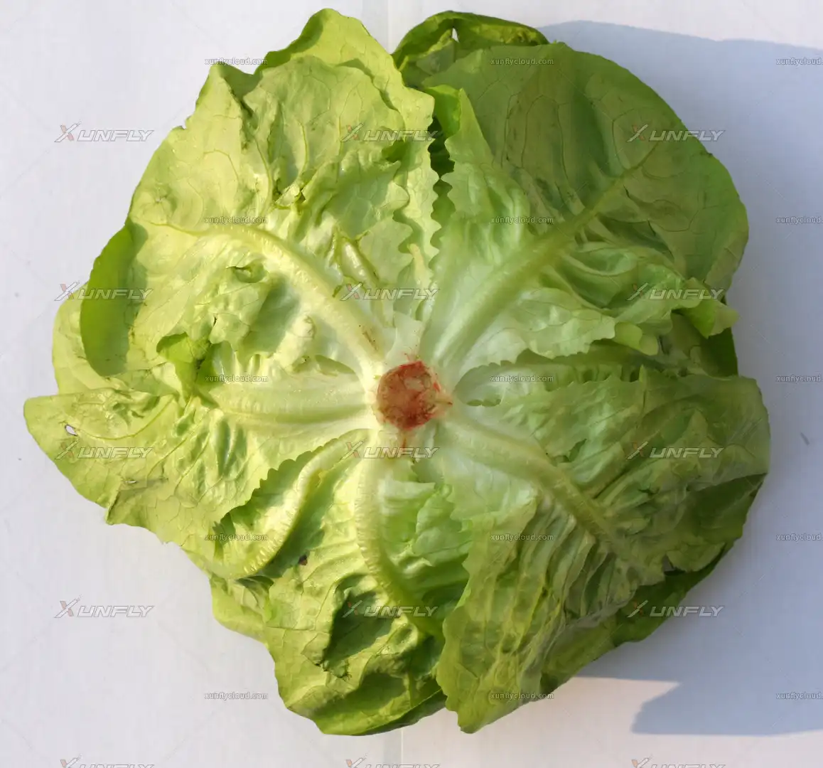 生菜底部高清贴图