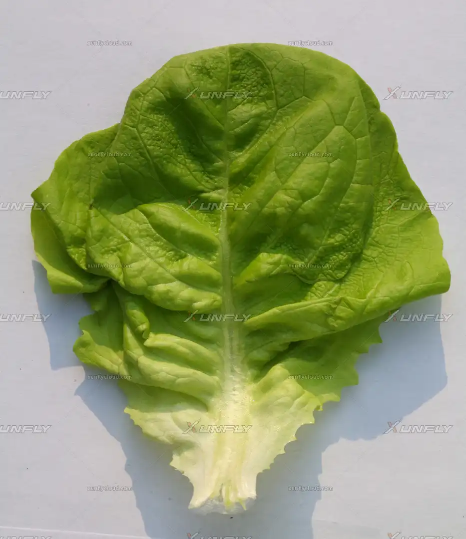 生菜叶子 叶片高清贴图