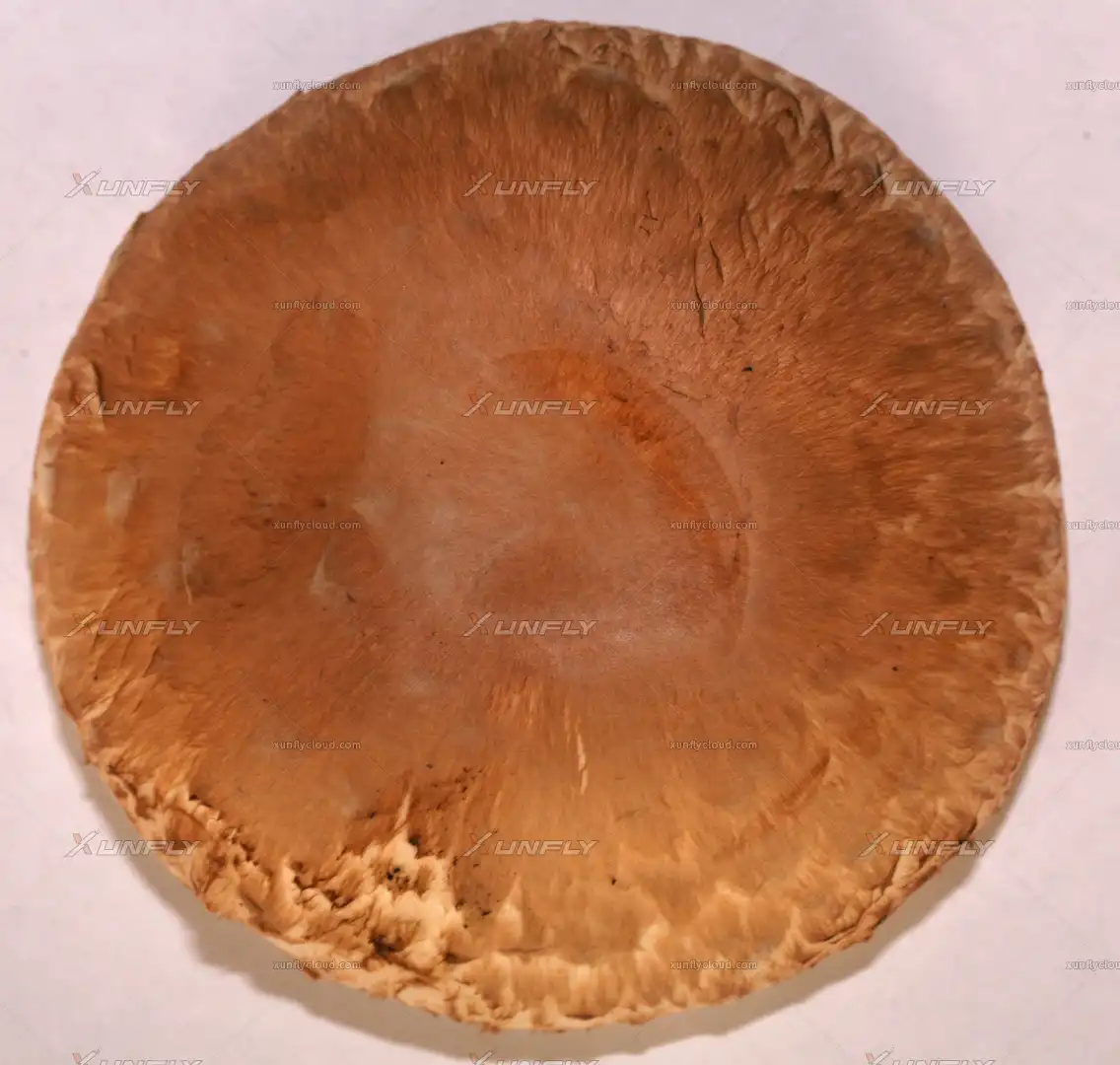 香菇顶部 蘑菇贴图