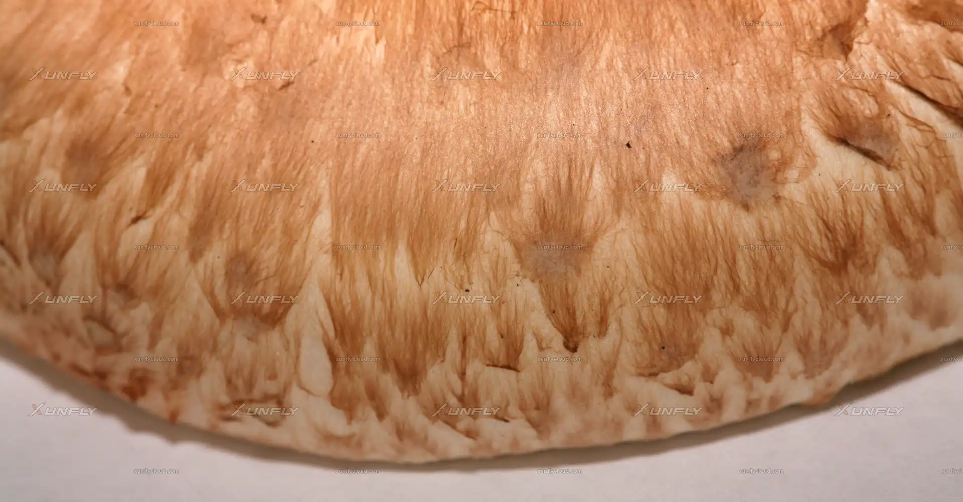 香菇侧面模型贴图