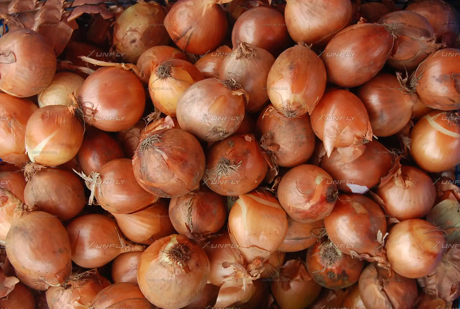 洋葱蔬菜食物贴图