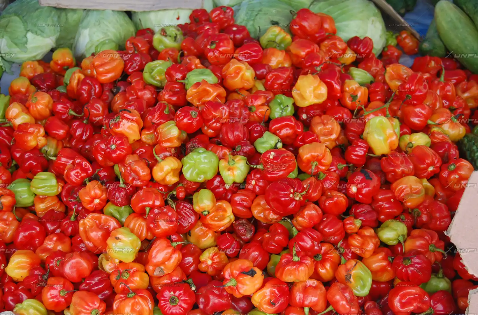 红辣椒食物高清贴图